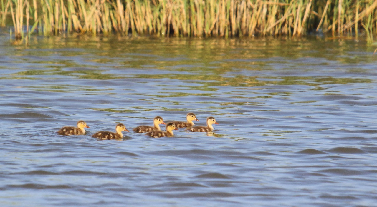 Our protected reserve on the south-east coast of Sicily, which  - Bild 2